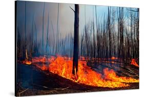 Wildfire. Wildfire in British Columbia. Canada. Forest Fire. Forest Fire in Progress. Fire. Large F-Fernando Astasio Avila-Stretched Canvas