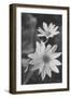 Wildflower 1-Gordon Semmens-Framed Photographic Print