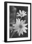 Wildflower 1-Gordon Semmens-Framed Photographic Print