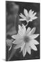 Wildflower 1-Gordon Semmens-Mounted Photographic Print