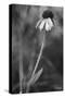 Wildflower 3-Gordon Semmens-Stretched Canvas