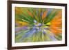 Wildflower abstract, Tehachapi Mountains, Angeles National Forest, California, USA-Russ Bishop-Framed Photographic Print