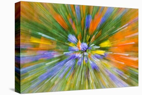 Wildflower abstract, Tehachapi Mountains, Angeles National Forest, California, USA-Russ Bishop-Stretched Canvas