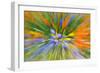 Wildflower abstract, Tehachapi Mountains, Angeles National Forest, California, USA-Russ Bishop-Framed Photographic Print