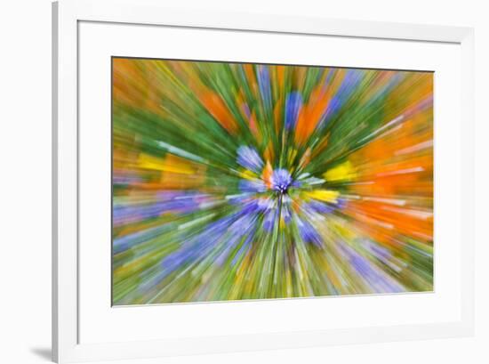 Wildflower abstract, Tehachapi Mountains, Angeles National Forest, California, USA-Russ Bishop-Framed Premium Photographic Print