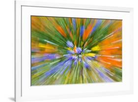 Wildflower abstract, Tehachapi Mountains, Angeles National Forest, California, USA-Russ Bishop-Framed Premium Photographic Print