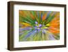 Wildflower abstract, Tehachapi Mountains, Angeles National Forest, California, USA-Russ Bishop-Framed Photographic Print