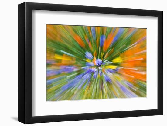 Wildflower abstract, Tehachapi Mountains, Angeles National Forest, California, USA-Russ Bishop-Framed Photographic Print