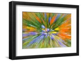 Wildflower abstract, Tehachapi Mountains, Angeles National Forest, California, USA-Russ Bishop-Framed Photographic Print