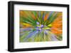 Wildflower abstract, Tehachapi Mountains, Angeles National Forest, California, USA-Russ Bishop-Framed Photographic Print