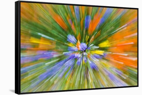 Wildflower abstract, Tehachapi Mountains, Angeles National Forest, California, USA-Russ Bishop-Framed Stretched Canvas