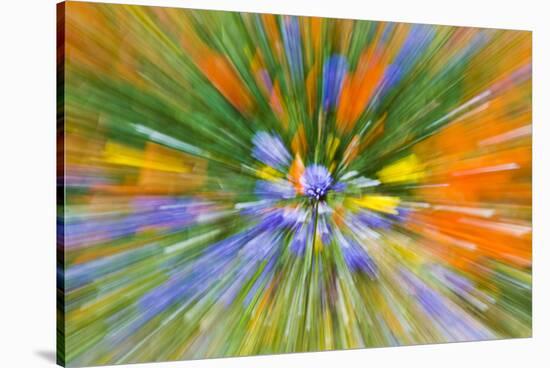 Wildflower abstract, Tehachapi Mountains, Angeles National Forest, California, USA-Russ Bishop-Stretched Canvas