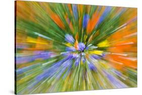 Wildflower abstract, Tehachapi Mountains, Angeles National Forest, California, USA-Russ Bishop-Stretched Canvas