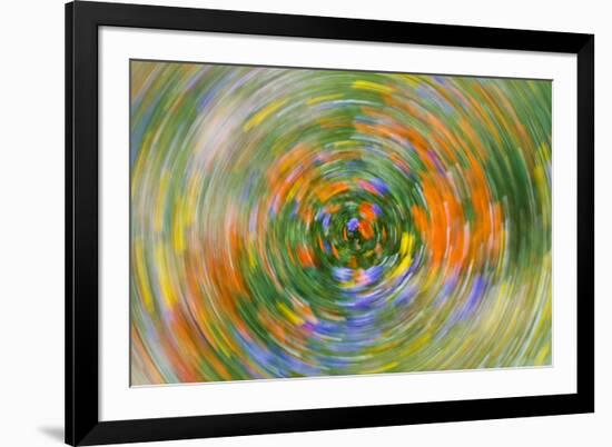 Wildflower abstract, Tehachapi Mountains, Angeles National Forest, California, USA-Russ Bishop-Framed Photographic Print