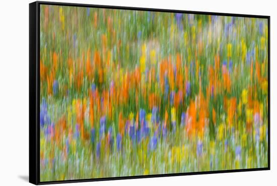 Wildflower abstract, Tehachapi Mountains, Angeles National Forest, California, USA-Russ Bishop-Framed Stretched Canvas