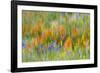 Wildflower abstract, Tehachapi Mountains, Angeles National Forest, California, USA-Russ Bishop-Framed Photographic Print