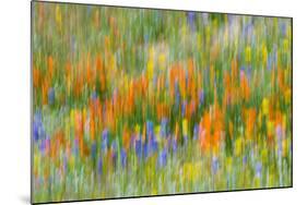 Wildflower abstract, Tehachapi Mountains, Angeles National Forest, California, USA-Russ Bishop-Mounted Photographic Print