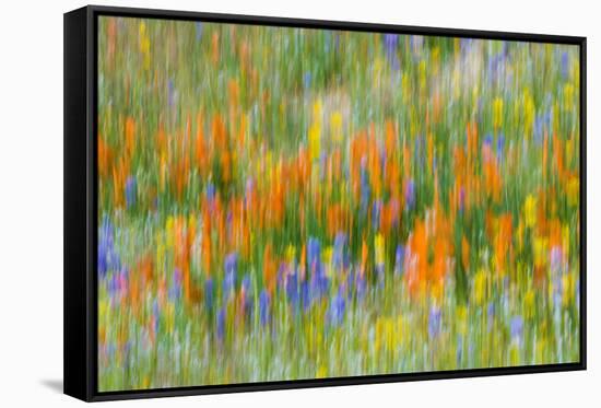 Wildflower abstract, Tehachapi Mountains, Angeles National Forest, California, USA-Russ Bishop-Framed Stretched Canvas