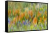 Wildflower abstract, Tehachapi Mountains, Angeles National Forest, California, USA-Russ Bishop-Framed Stretched Canvas