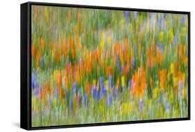 Wildflower abstract, Tehachapi Mountains, Angeles National Forest, California, USA-Russ Bishop-Framed Stretched Canvas