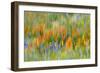 Wildflower abstract, Tehachapi Mountains, Angeles National Forest, California, USA-Russ Bishop-Framed Photographic Print