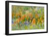 Wildflower abstract, Tehachapi Mountains, Angeles National Forest, California, USA-Russ Bishop-Framed Photographic Print