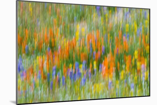 Wildflower abstract, Tehachapi Mountains, Angeles National Forest, California, USA-Russ Bishop-Mounted Photographic Print