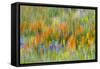 Wildflower abstract, Tehachapi Mountains, Angeles National Forest, California, USA-Russ Bishop-Framed Stretched Canvas