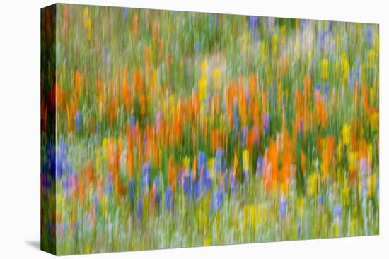 Wildflower abstract, Tehachapi Mountains, Angeles National Forest, California, USA-Russ Bishop-Stretched Canvas