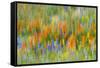 Wildflower abstract, Tehachapi Mountains, Angeles National Forest, California, USA-Russ Bishop-Framed Stretched Canvas