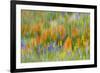 Wildflower abstract, Tehachapi Mountains, Angeles National Forest, California, USA-Russ Bishop-Framed Photographic Print