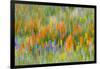 Wildflower abstract, Tehachapi Mountains, Angeles National Forest, California, USA-Russ Bishop-Framed Photographic Print