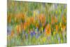 Wildflower abstract, Tehachapi Mountains, Angeles National Forest, California, USA-Russ Bishop-Mounted Premium Photographic Print