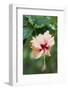 Wildflower, Asa Wright Nature Center, Trinidad-Ken Archer-Framed Photographic Print