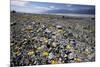 Wildflower Bloom, Death Valley, California-George Oze-Mounted Photographic Print