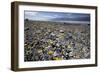 Wildflower Bloom, Death Valley, California-George Oze-Framed Photographic Print