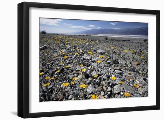 Wildflower Bloom, Death Valley, California-George Oze-Framed Photographic Print