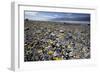 Wildflower Bloom, Death Valley, California-George Oze-Framed Photographic Print