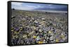 Wildflower Bloom, Death Valley, California-George Oze-Framed Stretched Canvas