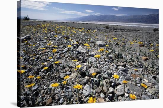 Wildflower Bloom, Death Valley, California-George Oze-Stretched Canvas