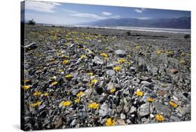 Wildflower Bloom, Death Valley, California-George Oze-Stretched Canvas