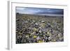 Wildflower Bloom, Death Valley, California-George Oze-Framed Photographic Print