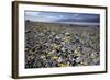 Wildflower Bloom, Death Valley, California-George Oze-Framed Photographic Print