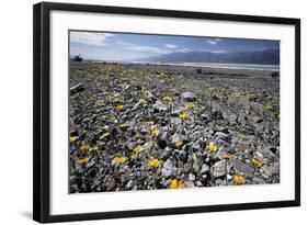 Wildflower Bloom, Death Valley, California-George Oze-Framed Photographic Print