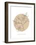 Wildflower - Bloom-Clara Wells-Framed Giclee Print