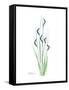 Wildflower Bluegreen-Albert Koetsier-Framed Stretched Canvas