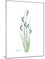 Wildflower Bluegreen-Albert Koetsier-Mounted Premium Giclee Print