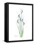 Wildflower Bluegreen-Albert Koetsier-Framed Stretched Canvas