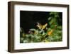 Wildflower butterfly garden, Whitewater Memorial State Park, Indiana, USA.-Anna Miller-Framed Photographic Print