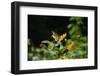 Wildflower butterfly garden, Whitewater Memorial State Park, Indiana, USA.-Anna Miller-Framed Photographic Print